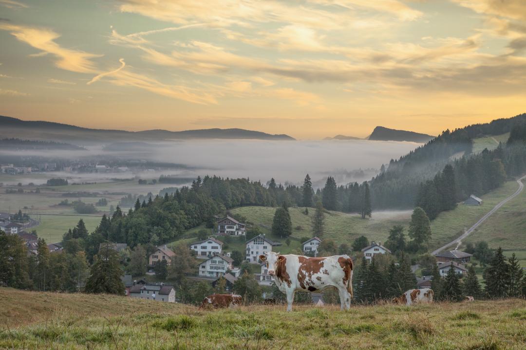 Vache - Le Brassus