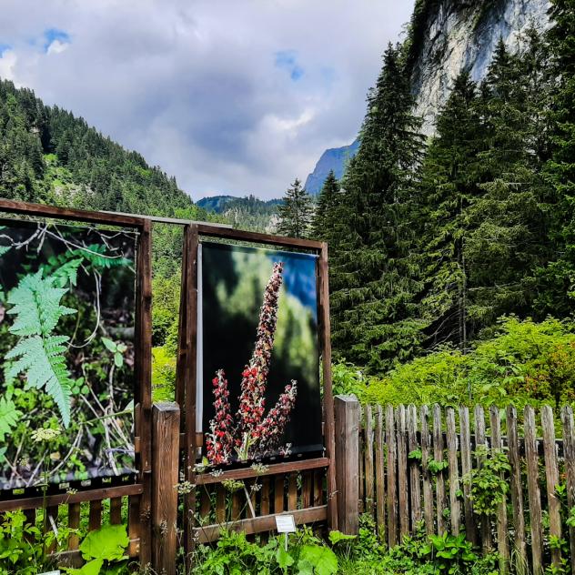 Jardin botanique alpin